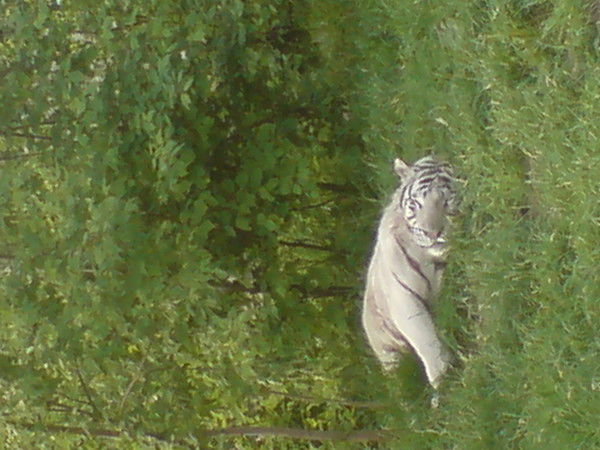 Алексей Буянов