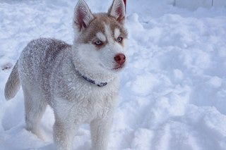 Валентина Колесникова