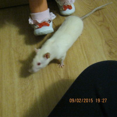 Марійка-Ручинська Ручинська