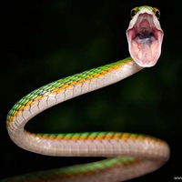 Артём Нагибин