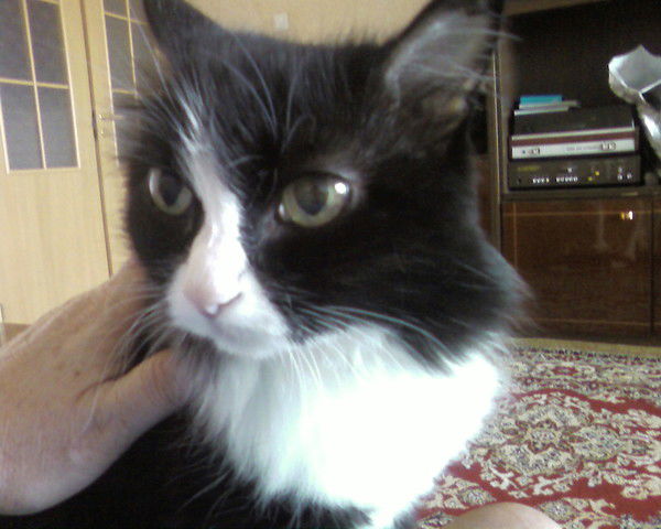 Лариса Догаева