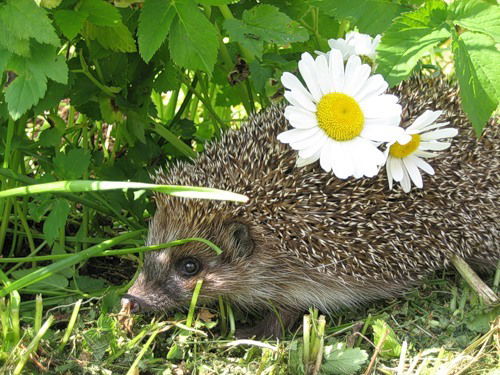 Ирина Изванова