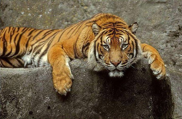 Александр Гусев