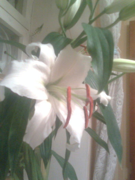 Наталья Дробахина