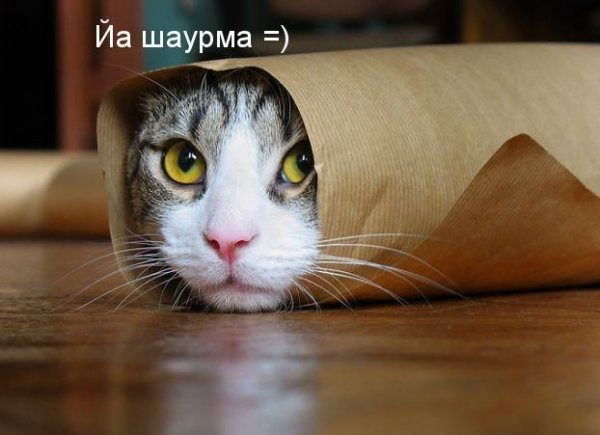 Анастасия Данилова