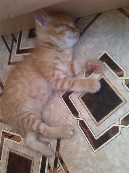 Юлия Коннова