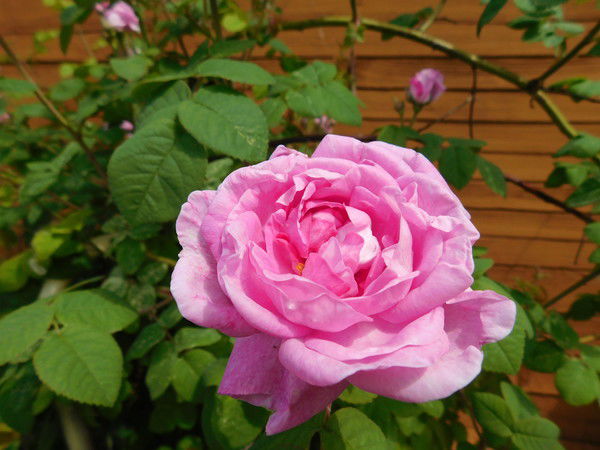 Маша Порошина