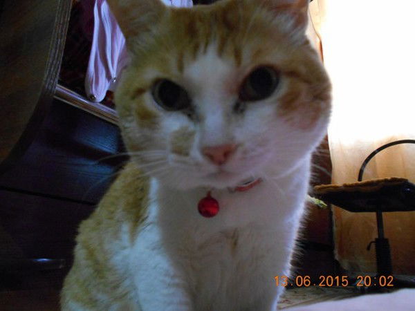 Лариса Никитенко