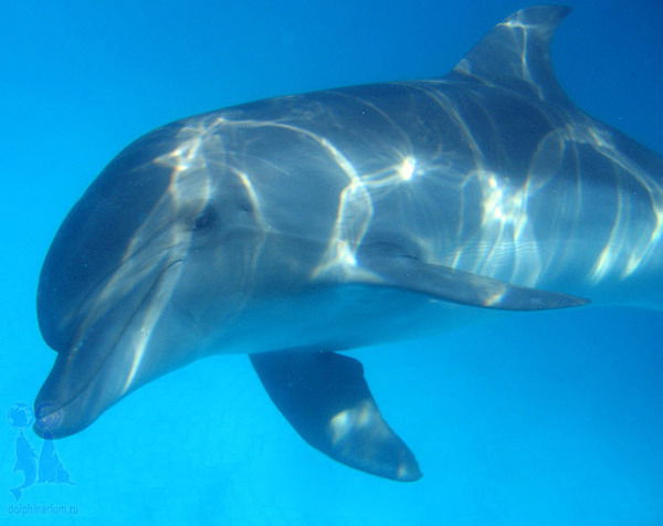 Александр Максимов