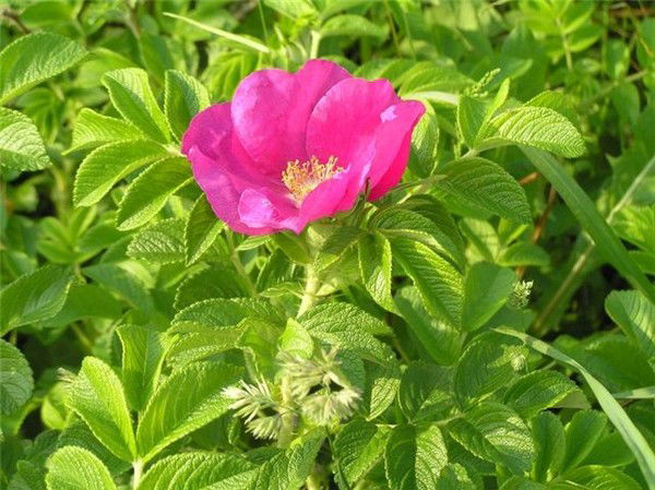 Татьяна Певцова