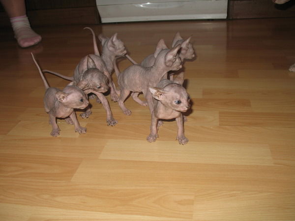 Ольга Кропотова