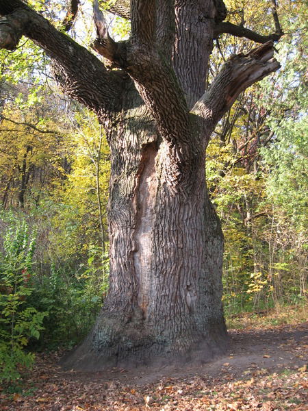 Виталий Стародуб