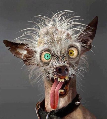 Гриня Грнский