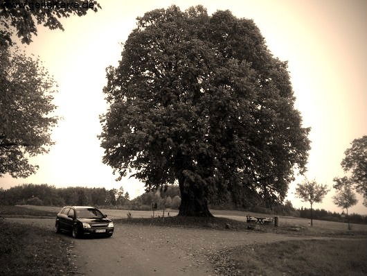 Максим Кормов