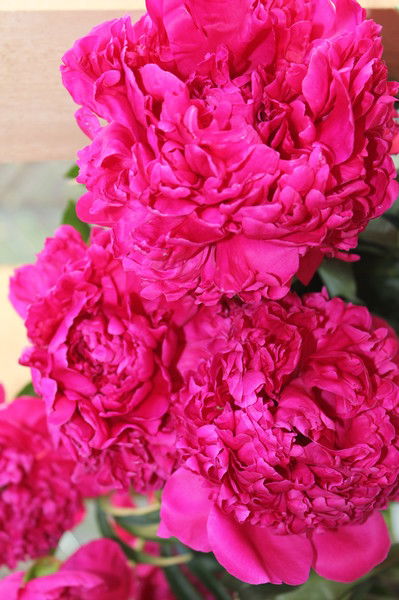 Анна Ребежа