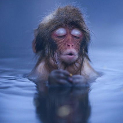 Домовенок Нужны Соседи