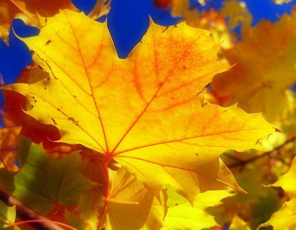 Зульфия Шайдуллина