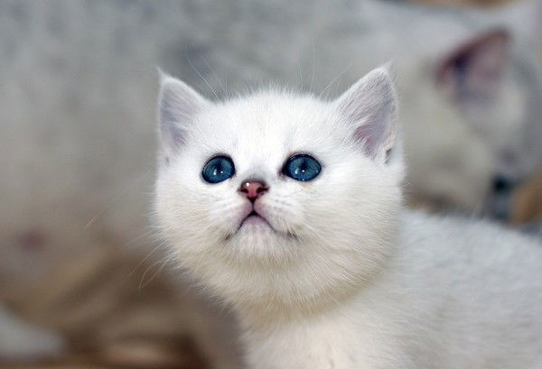 Анастасия Gold Emerald Антонова