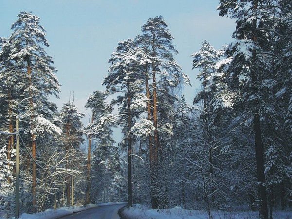 Орман Хайдарбеков