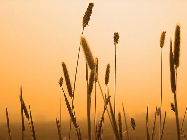 Ооо Агрохолдинг Красногвардейский