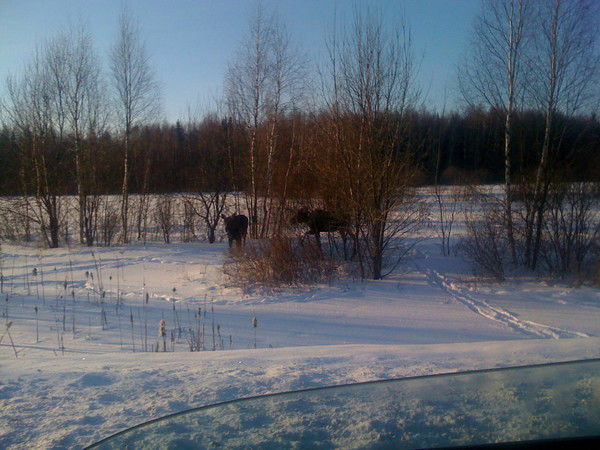 Александр Суровцев