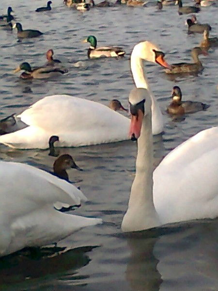 Евгения Микляева