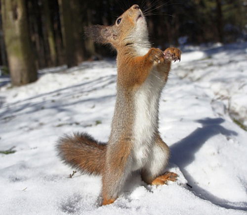 Валерий Барсуков