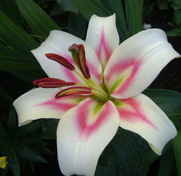 Нилуфар Ибрагимова