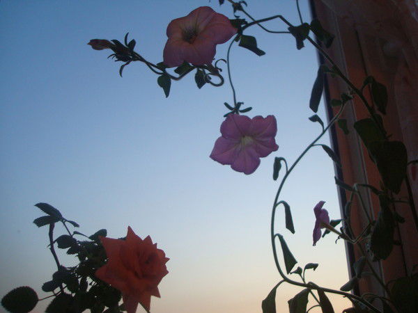 Алина Тазиева