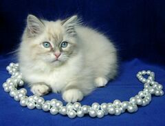 Елена Колотова