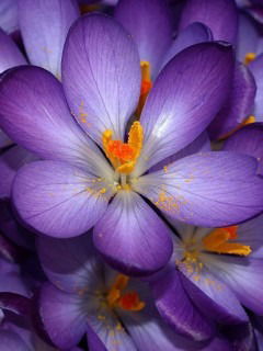 Сандугаш Тулендиева