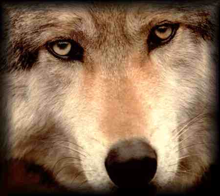 Дина Кэмпбелл