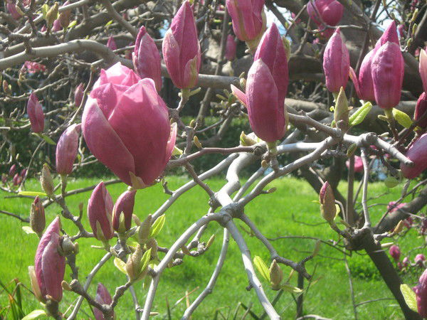 Алла Фомина