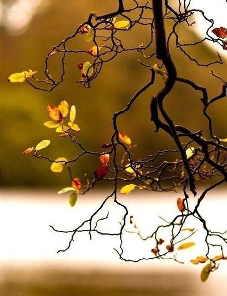 Светлана Якупова