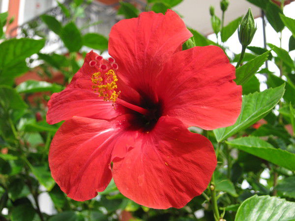 Елена Петракова