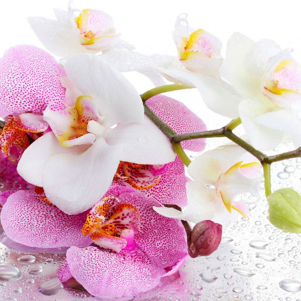 Гульвира Акыбаева