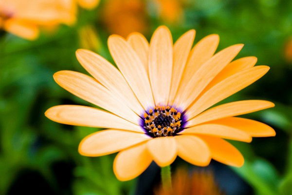 Алена Габдулкабирова