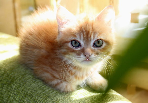 Мария Кормилицына