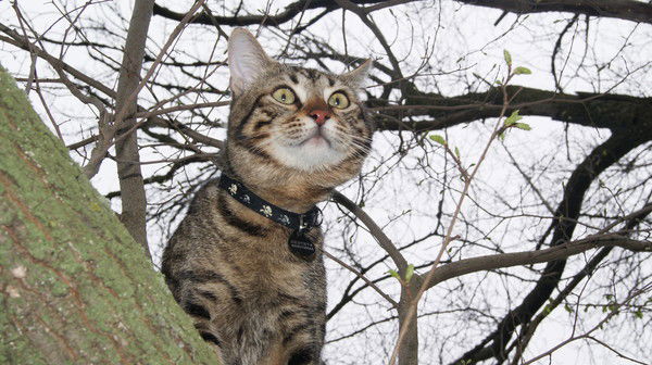 Никита Голомазов