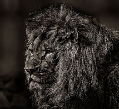 Алексей Зеленцов