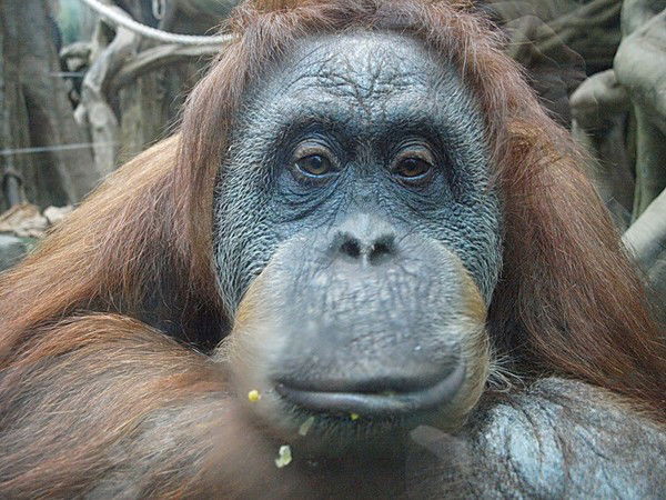 Игорь Кузнецов