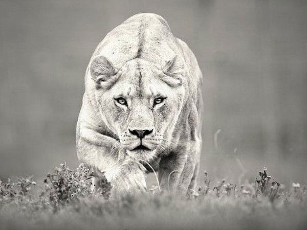 Света Белова