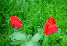 Тахмина Кубанычбек Кызы