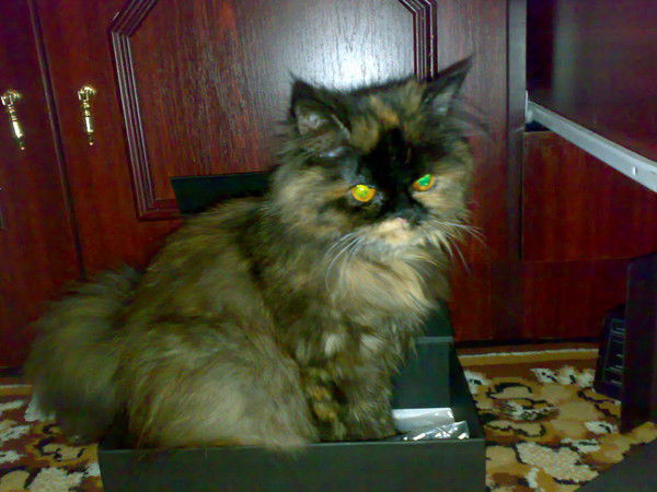 Надежда Булка