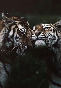 Анастасия Диева