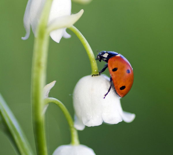 Лена Семенова