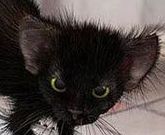 Булат Шибанов