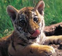 Равиль Насибулин