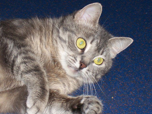 Елена Хлебникова