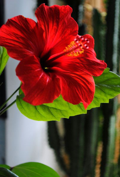 Галина Агарышева